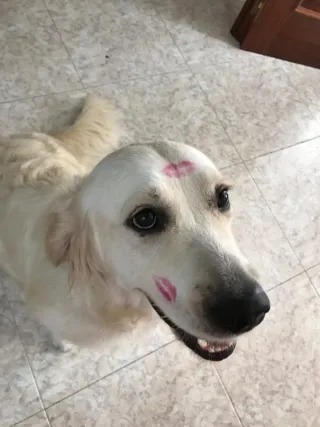 Cuidado de mascotas en ambiente familiar.