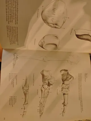 Anatomia Del Cuerpo Humano : Para Artistas (Spa...