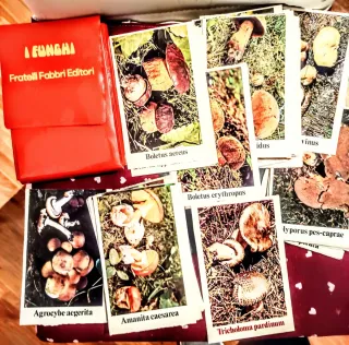 Raccolta cartoline illustrate Funghi