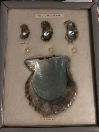 Cuadro Metamorfosis Ostras Cultivadas