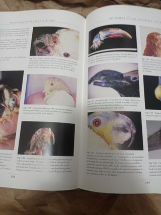 Avian Medicine