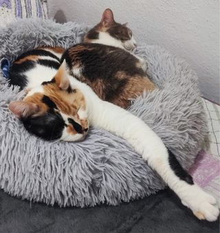 cuidadora de Gatos a domicilio