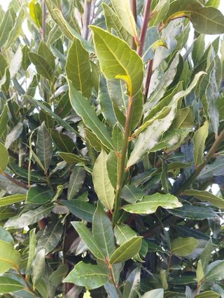 Laurel Especia Cocina