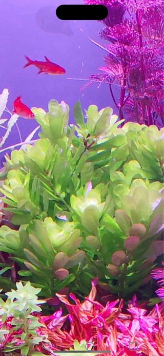 Lote 18 plantas acuario VARIADAS INICIACION