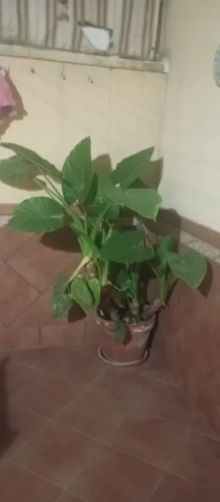 Planta Alocasia Oreja de Elefante