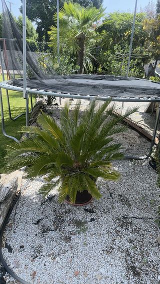 Cama elástica grande