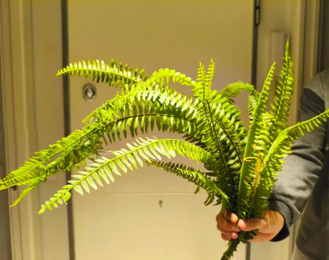 HELECHO artificial precioso