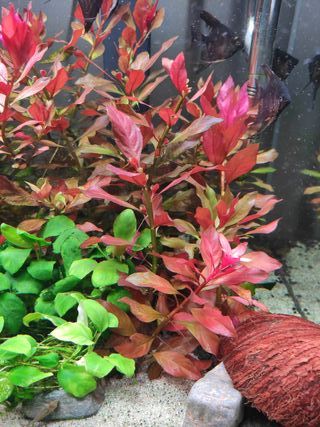 Anubias Barteri Nana Planta Acuario