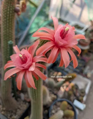 Cactus Hildewintera Andenken AN