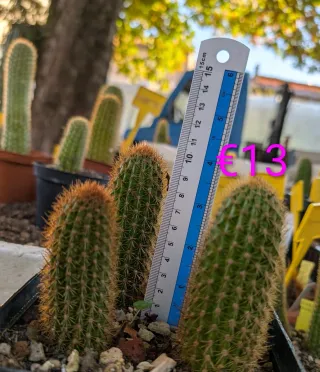 Cactus Hildewintera Andenken AN