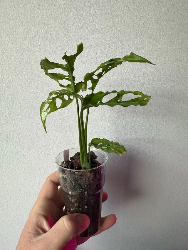 Monstera Obliqua Perù