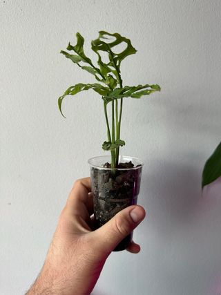 Monstera Obliqua Perù