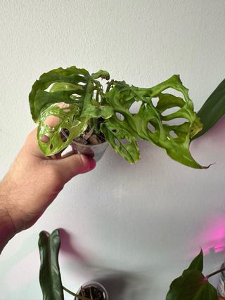 Monstera Obliqua Perù