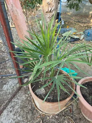 Palmera palmito en maceta