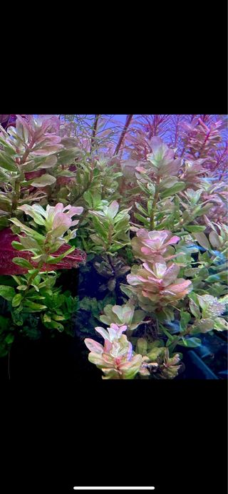 Lote de 12 plantas de acuario INICIACION