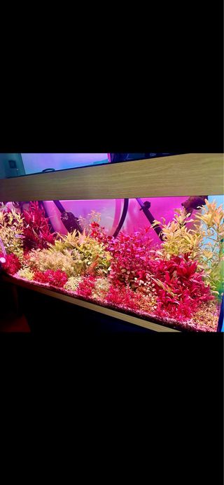 Lote de 12 plantas de acuario INICIACION
