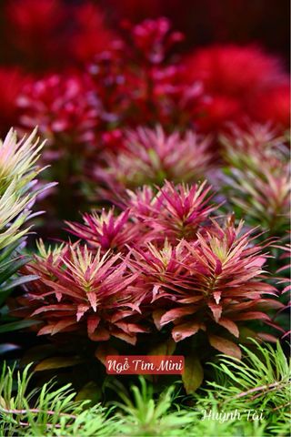 Lote de 12 plantas de acuario INICIACION