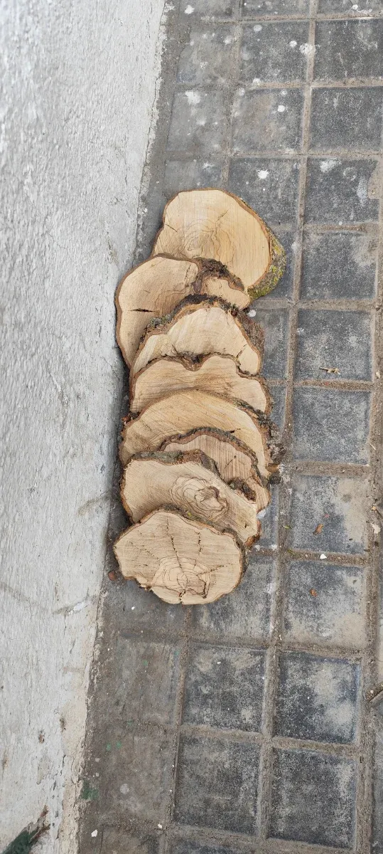 Rodajas de Olivo Secas