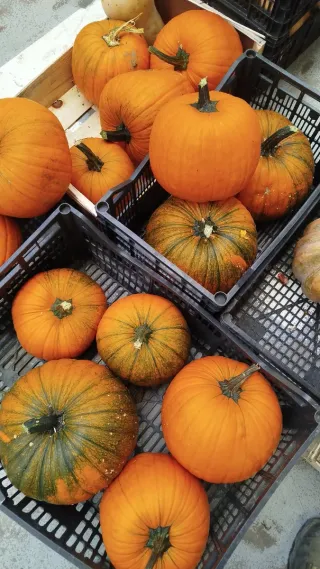Calabazas Naranjas Halloween 
