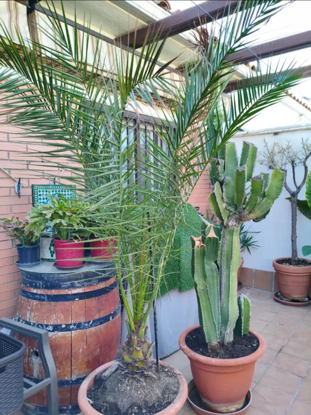 Palmera decorativa de interior/exterior