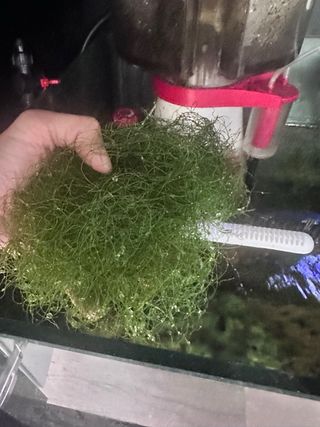Alga Chaetomorpha para acuario