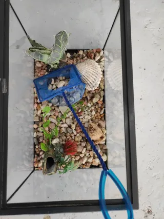 Pecera o terrario de cristal 20 cm alto por 30 cm