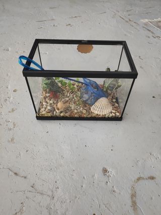 Pecera o terrario de cristal 20 cm alto por 30 cm
