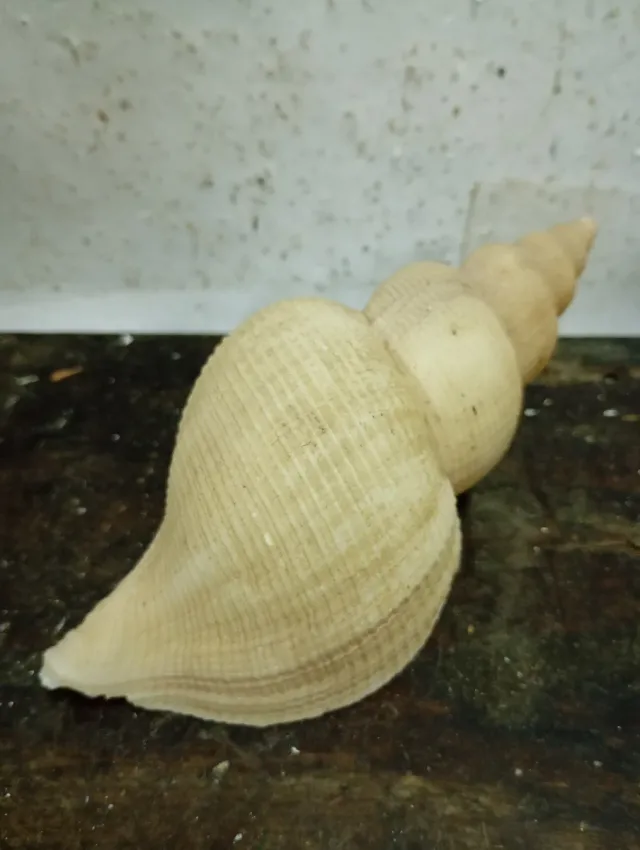 LIQUIDACIÓN Caracola decorativa pequeña