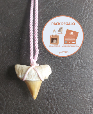 Colgante Rosa de fosil de Otodus
