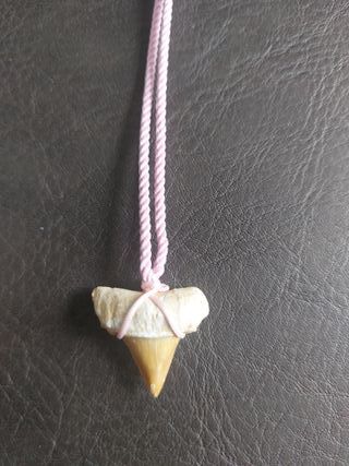Colgante Rosa de fosil de Otodus