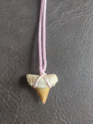 Colgante Rosa de fosil de Otodus