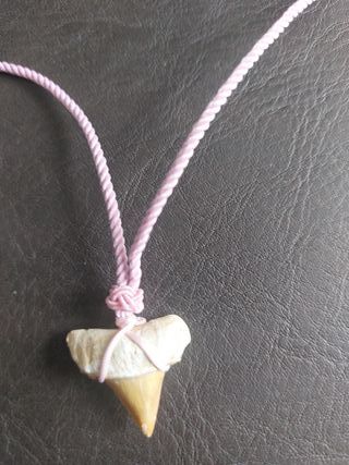 Colgante Rosa de fosil de Otodus