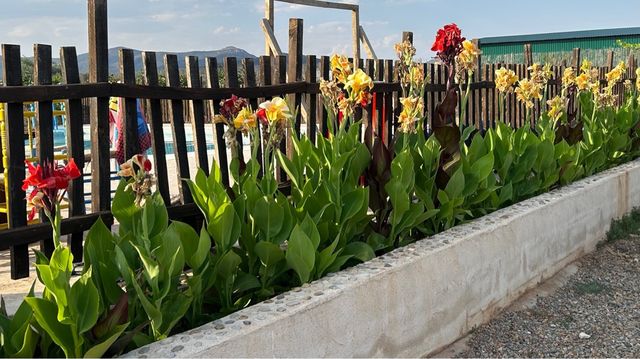 10 Bulbos Canna Indica