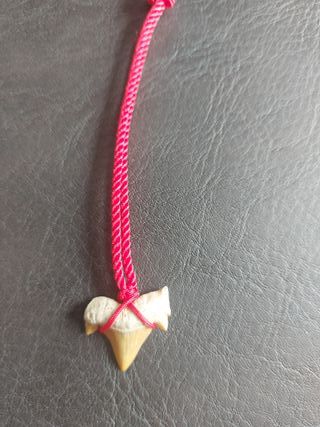 Pieza de Otodus Fósil Colgante Rojo