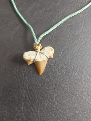 Colgante Verde clarito con Fosil de Otodus