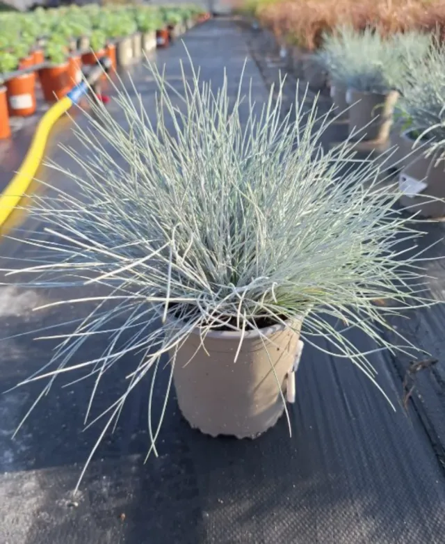 5 Plantas Festuca m-13