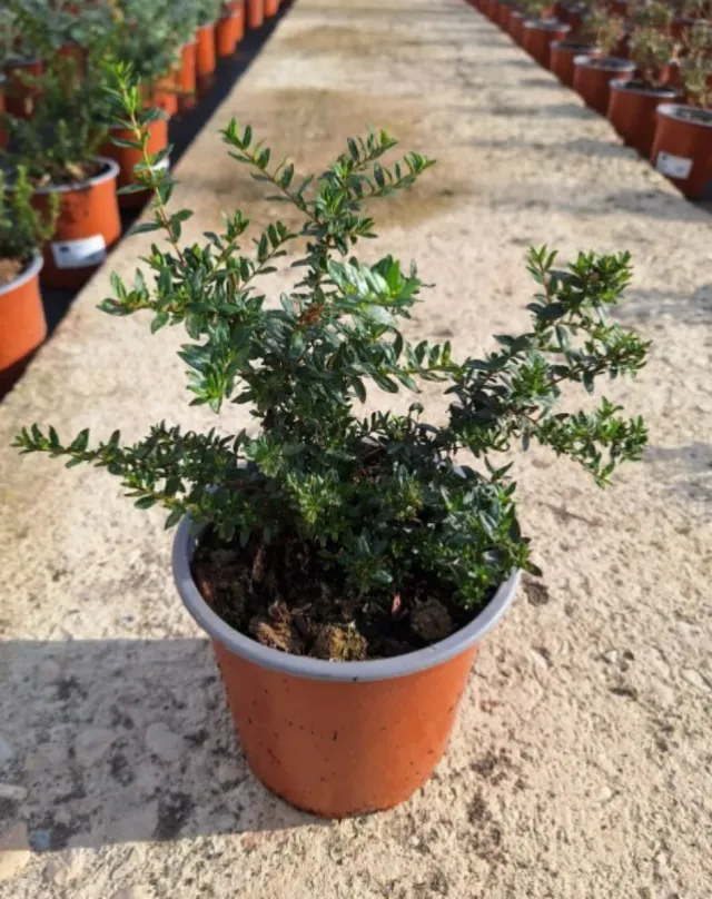 5 Plantas de Mirto M-14