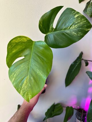 Monstera Aurea Small Form