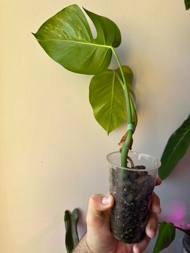 Monstera Aurea Small Form