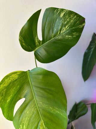 Monstera Aurea Small Form