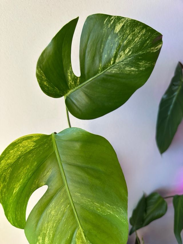 Monstera Aurea Small Form