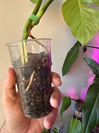 Monstera Aurea Small Form