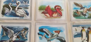 Antiguo álbum de cromos Vida y Color