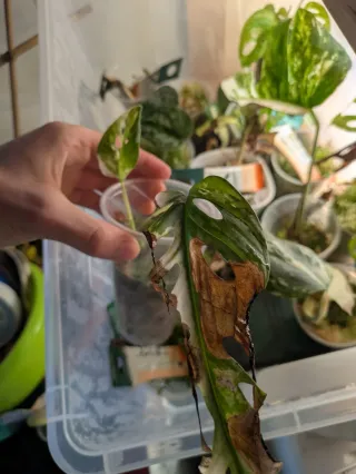 Monstera adansonii 'Variegata'