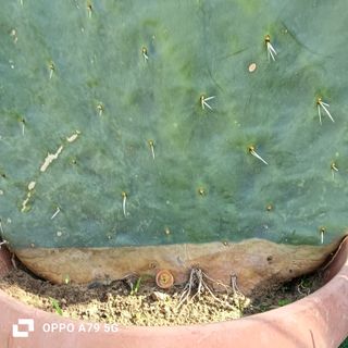 Fico d'India Opuntia Pala Tonda