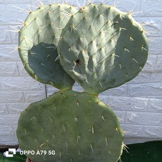Fico d'India Opuntia Pala Tonda