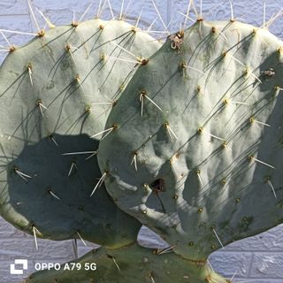 Fico d'India Opuntia Pala Tonda