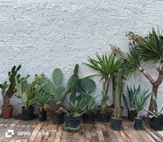 Fico d'India Opuntia Pala Tonda