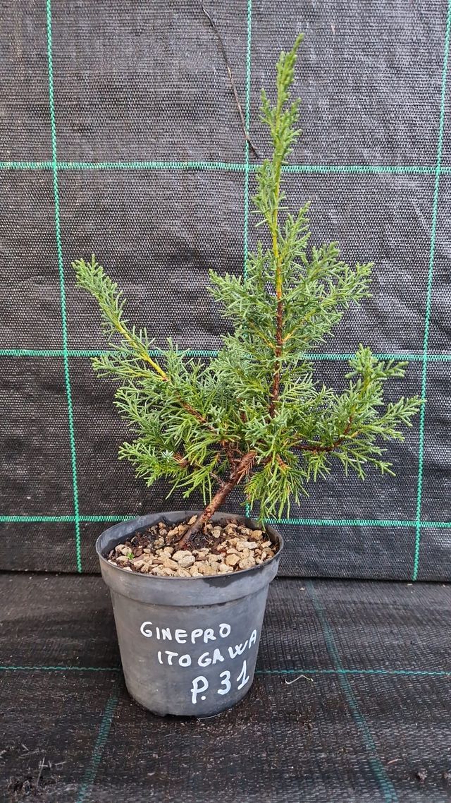 Pre Bonsai di Ginepro Cinese Itoigawa P 31