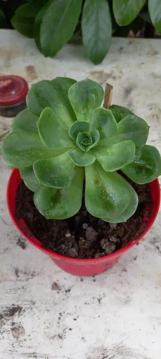 Echeveria elegans pianta succulenta